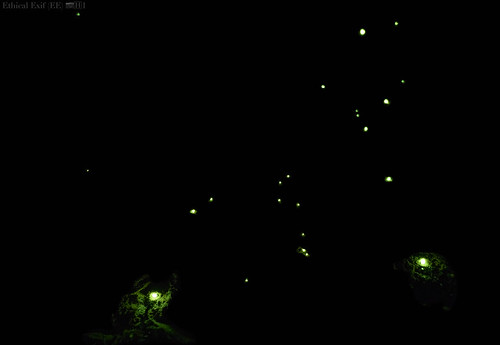 Predatory bioluminescent click beetle larva (Pyrearinus fragilis)