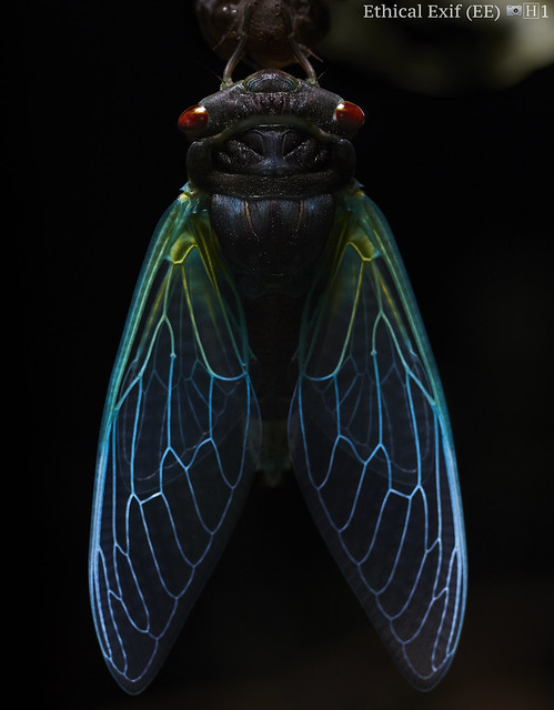 Moulting cicada